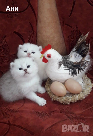 Топ Цена.Уникални Котенца 