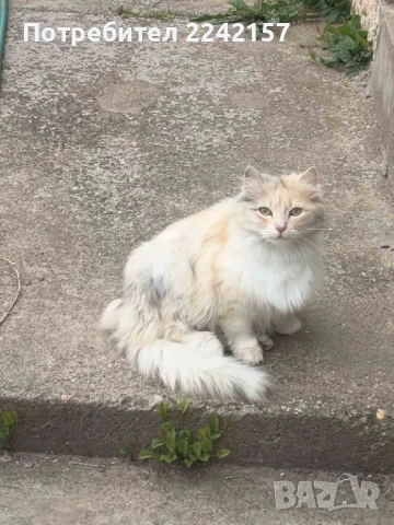 Котета, снимка 6 - Други - 54567849