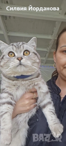 Британчета късокосмести, снимка 2 - Британска късокосместа - 54060098