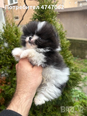 Померан мъжки