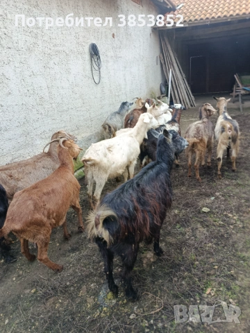 Продавам 18бр.млечни кози