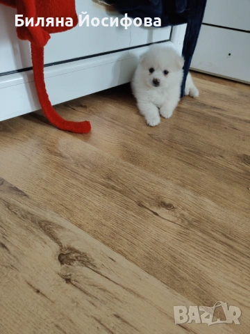 Померан , снимка 2 - Померан - 54153581