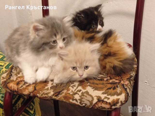 Продавам персийски котенца , снимка 3 - Персийска - 54559082
