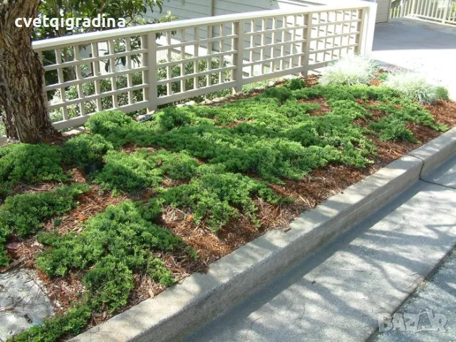 Juniperus procumbens Nana (Прокумбенс Нана, снимка 2 - Градински цветя и растения - 55394001
