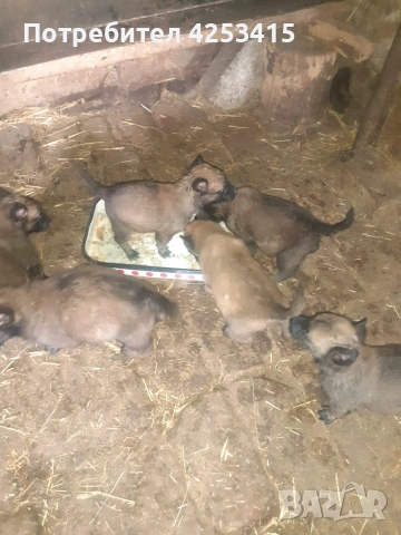 Продавам кученца Белгийска овчарка Малиноа , снимка 11 - Белгийска овчарка - 55208112