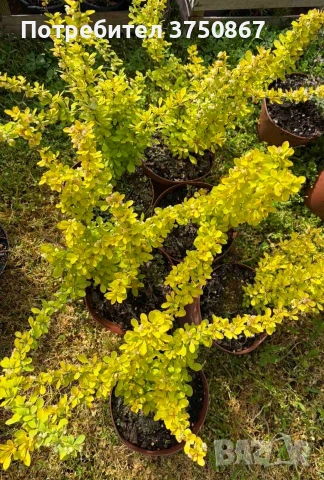 🧡🌿☀️ Берберис Тунберга ‘Aurea’ (Berberis thunbergii ‘Aurea’) , снимка 6 - Градински цветя и растения - 54273765