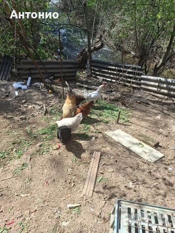 селски кокошки и пилета , снимка 4 - Кокошки и пуйки - 54157196