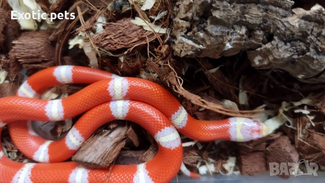 Млечна змия