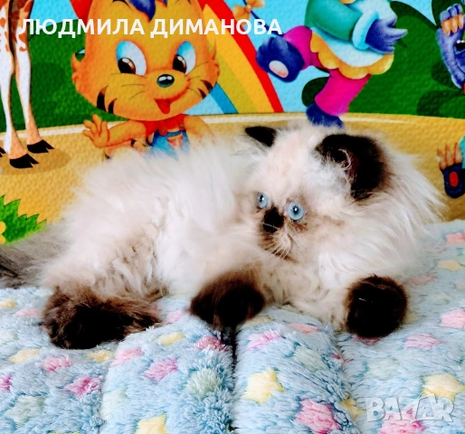 Хималайско момиче 