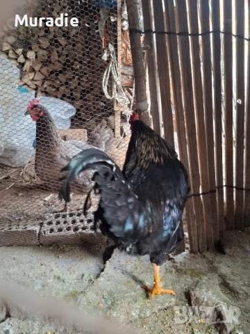 Черен Петел  за разплод , снимка 3 - други­ - 54128213