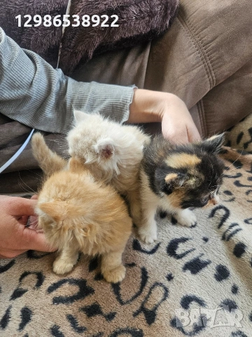 персийски котенца персийска котка , снимка 2 - Други - 54587417