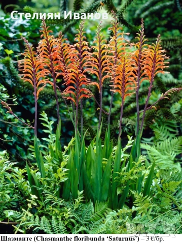 Шазманте (Chasmanthe floribunda ‘Saturnus’) – грудки