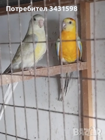 поини папагали 