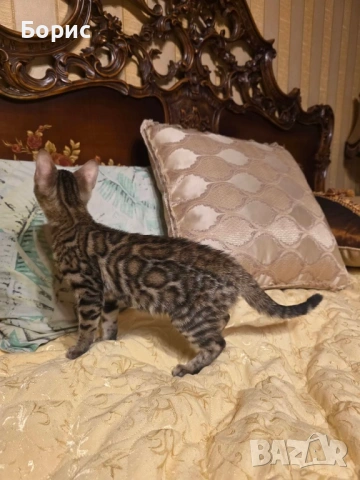 Бенгалска котка, снимка 4 - Бенгалски - 40146006