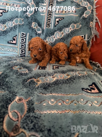 Той пудели ред априкот , снимка 5 - Пудели - 54313703