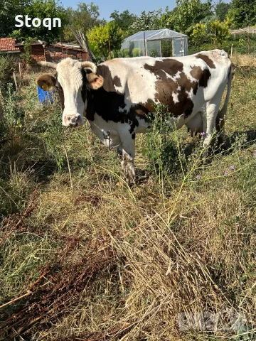 Продавам 3 Крави, снимка 2 - Крави - 55329291