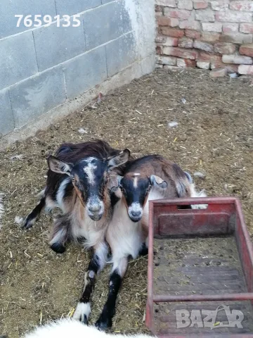 Продавам ярета и кози