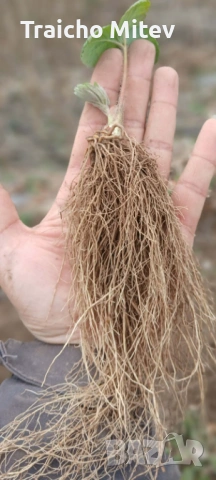 Расад ягоди и малини 