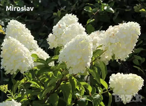 Хортензия „Полярна мечка“, снимка 6 - Градински цветя и растения - 54678180