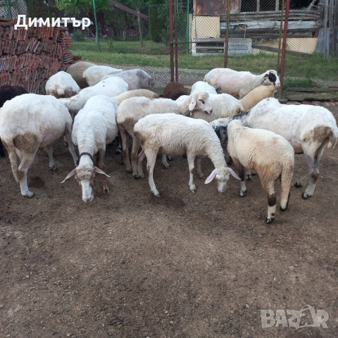 продавам 10 овце овен 3кози