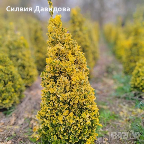 Евонимус/ Жълта крушка( зелено -жълт), снимка 8 - Градински цветя и растения - 55213281