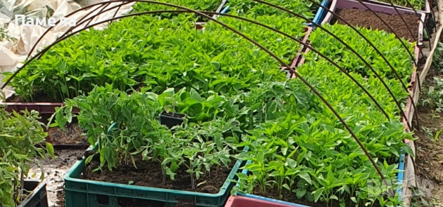 Разсад домати