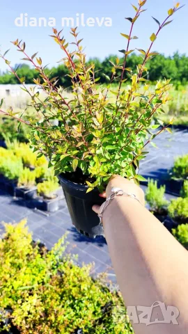 Абелия Грандифлора Прострата, Аbelia Grandiflora Prostrata!!!, снимка 9 - Градински цветя и растения - 55601458