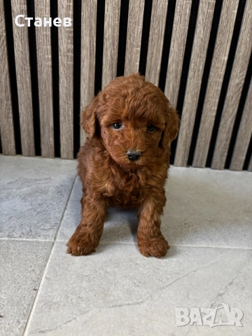 Мини Пудели / Mini Poodles, снимка 5 - Померан - 55655687