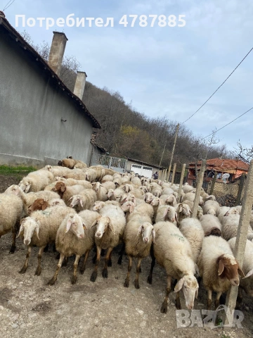 Продавам стадо овце 150бр