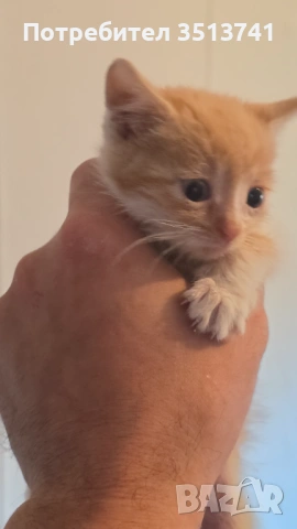 Мъжко котенце на 1 месец си търси любящо семейство, снимка 3 - Други - 54554855
