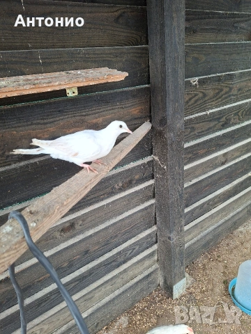 Продавам гугутка 