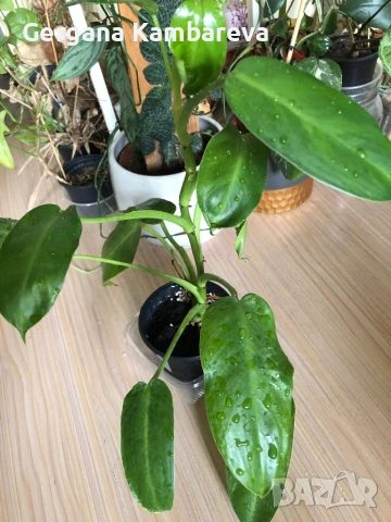 Philodendron Jose Buono , снимка 3 - Стайни растения - 54942021