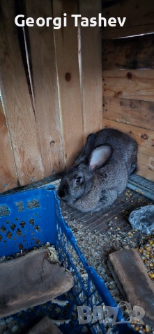 Продавам зайци и петли, снимка 9 - За птици - 54313050