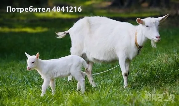 Продавам ярета и кози