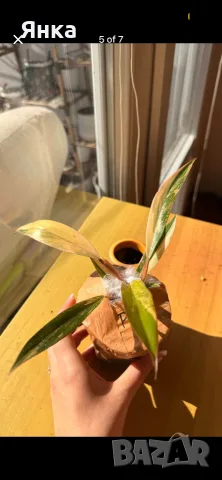 Philodendron Caramel Marble Variegata, снимка 3 - Стайни растения - 55322947