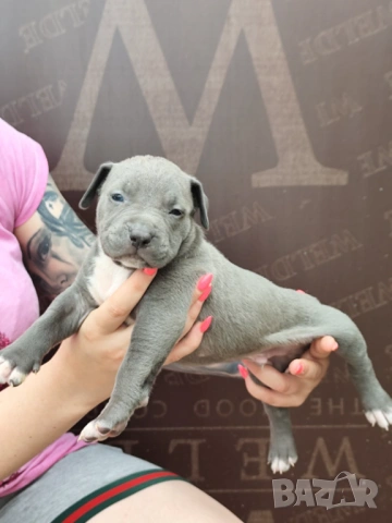 Американско Були Хл American bully Xl ABKC , снимка 15 - Други - 54806076