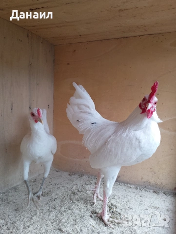 Новоанглийски бойци, снимка 5 - други­ - 54167350