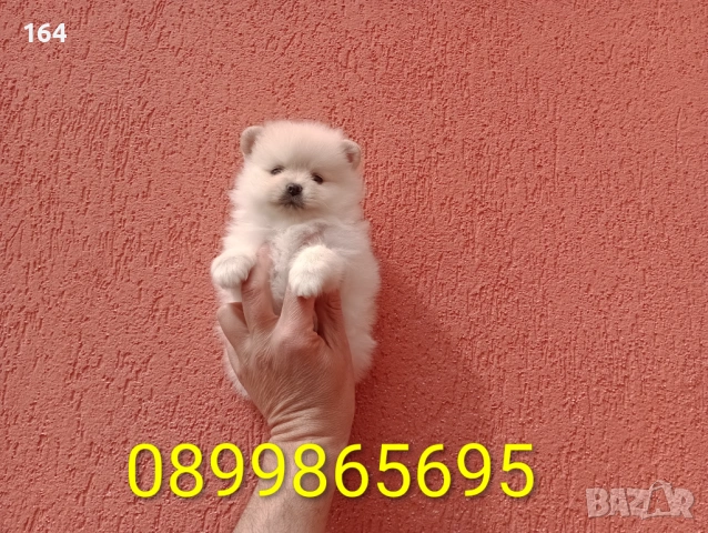 Померани. Реални снимки от 29.03.26 г. , снимка 3 - Померан - 54015787