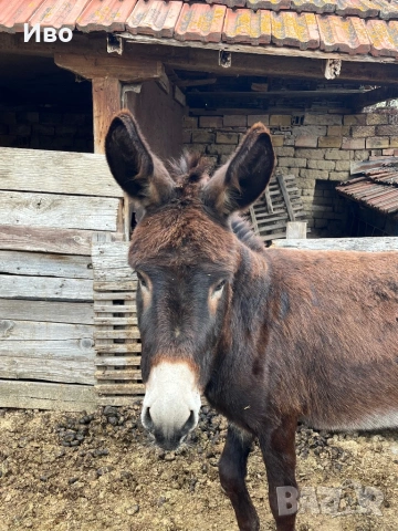 Продавам мъжко магаре, снимка 4 - Коне - 54146364