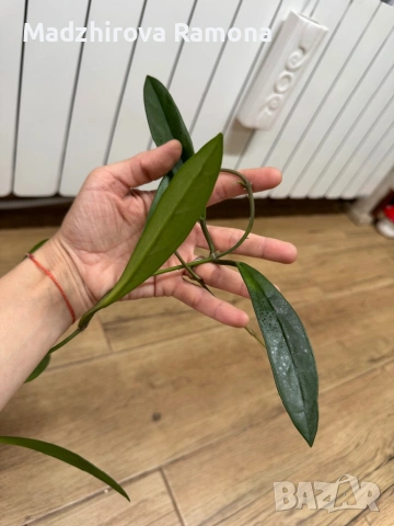 Hoya Хоя Revolubilis 