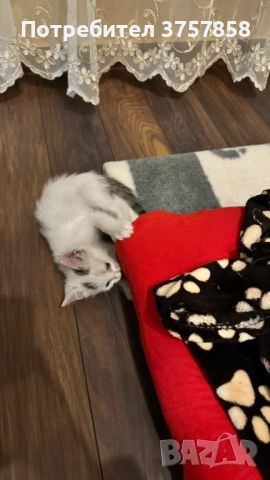  Мъжко коте, снимка 4 - Други - 54383344