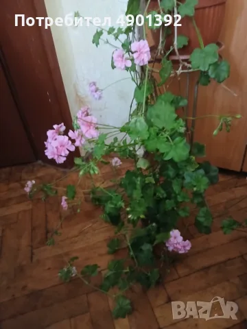 Продавам розово сакъзче , снимка 5 - Стайни растения - 55456598