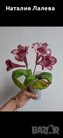 Стрептокарпус, streptocarpus DS 2166, снимка 2 - Стайни растения - 55019138