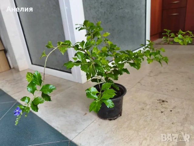 Дуранта голяма и адаптирана, снимка 6 - Стайни растения - 55621574