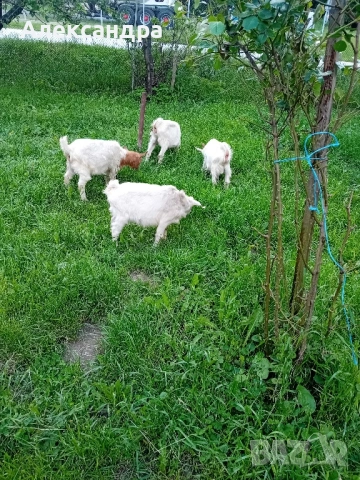 Продавам ярета, снимка 3 - Кози - 54666887