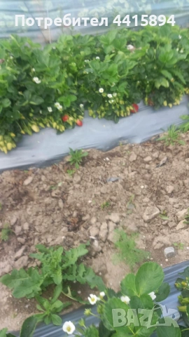 Разсад ягоди и малини, снимка 7 - Сортови семена и луковици - 54205328