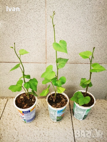 Разсад от батати (сладък картоф) 