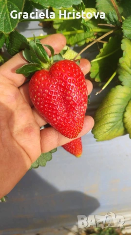 Продавам качествен разсад ягоди сорт  целогодишен мурано албион, снимка 4 - Градински цветя и растения - 54007042