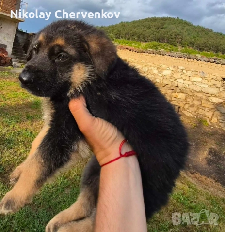 Немски овчарки, снимка 10 - Немска овчарка - 54742739