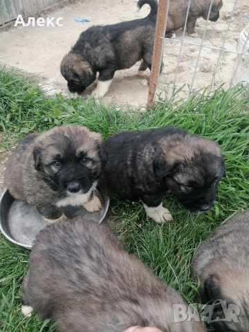 Кавказки овчарки 